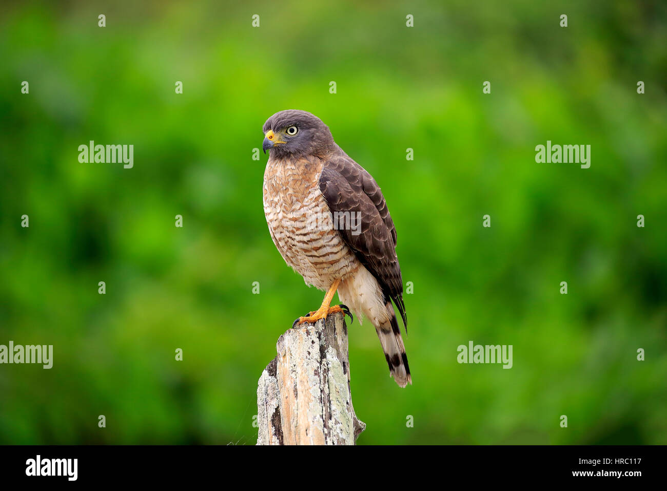 Straßenseitige Hawk, (Rupornis Magnirostris), Erwachsene auf Zweig, Pantanal, Mato Grosso, Brasilien, Südamerika Stockfoto