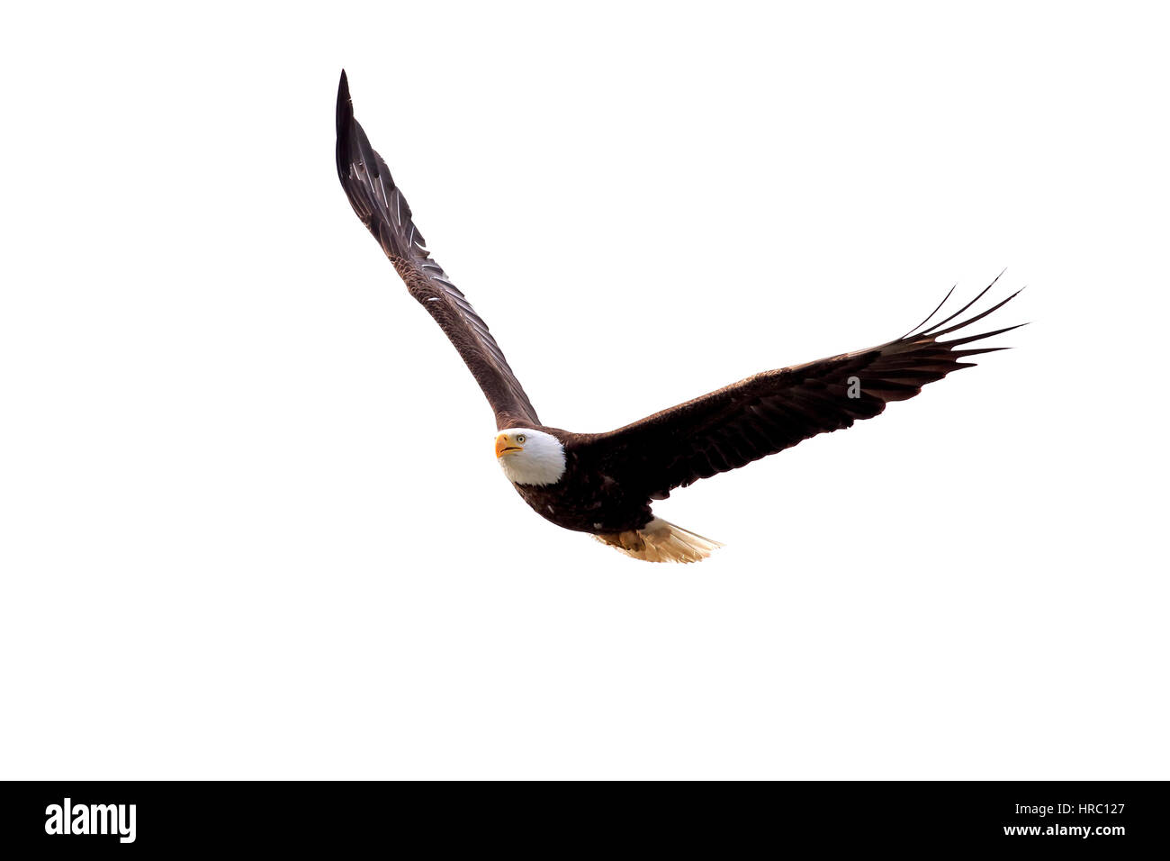 Weißkopf-Seeadler (Haliaeetus Leucocephalus), Erwachsene VFRnav, Alaska, USA, Nordamerika, Amerika Stockfoto