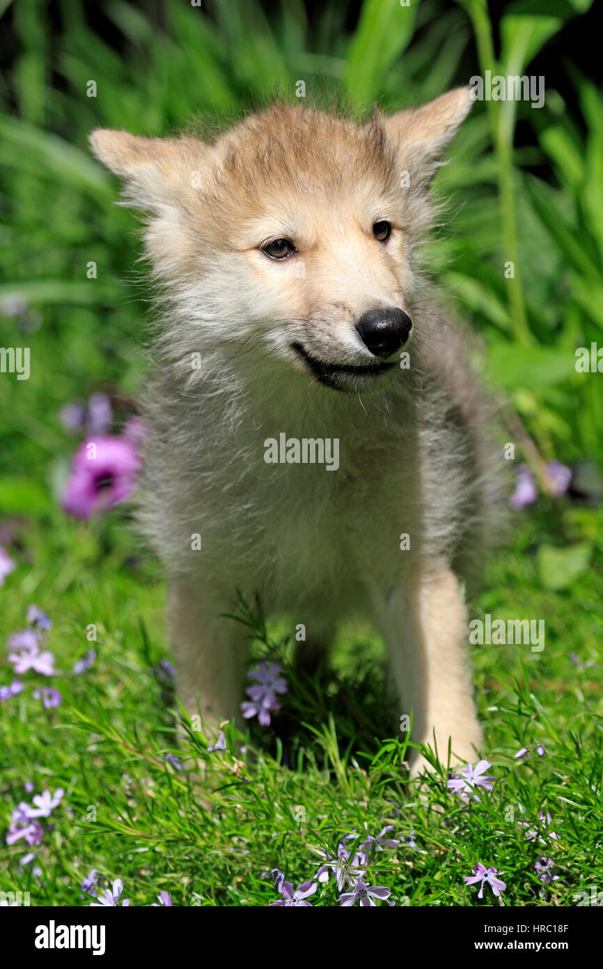 Grauer Wolf, Canis Lupus, Montana, USA, Nordamerika, junge acht Wochen alt auf Wiese Stockfoto