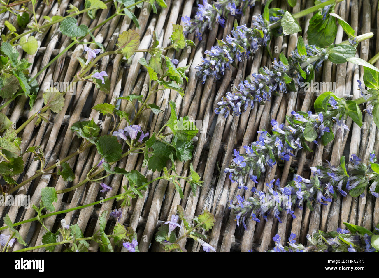 Gnsel Und Gundermann, Ernte, Werden Auf Einem Tablett Getrocknet, Trocknen,  Tee, Heiltee, Krutertee. Kriechender Gnsel, Ajuga Reptans, Signalhorn,  blau Stockfotografie - Alamy