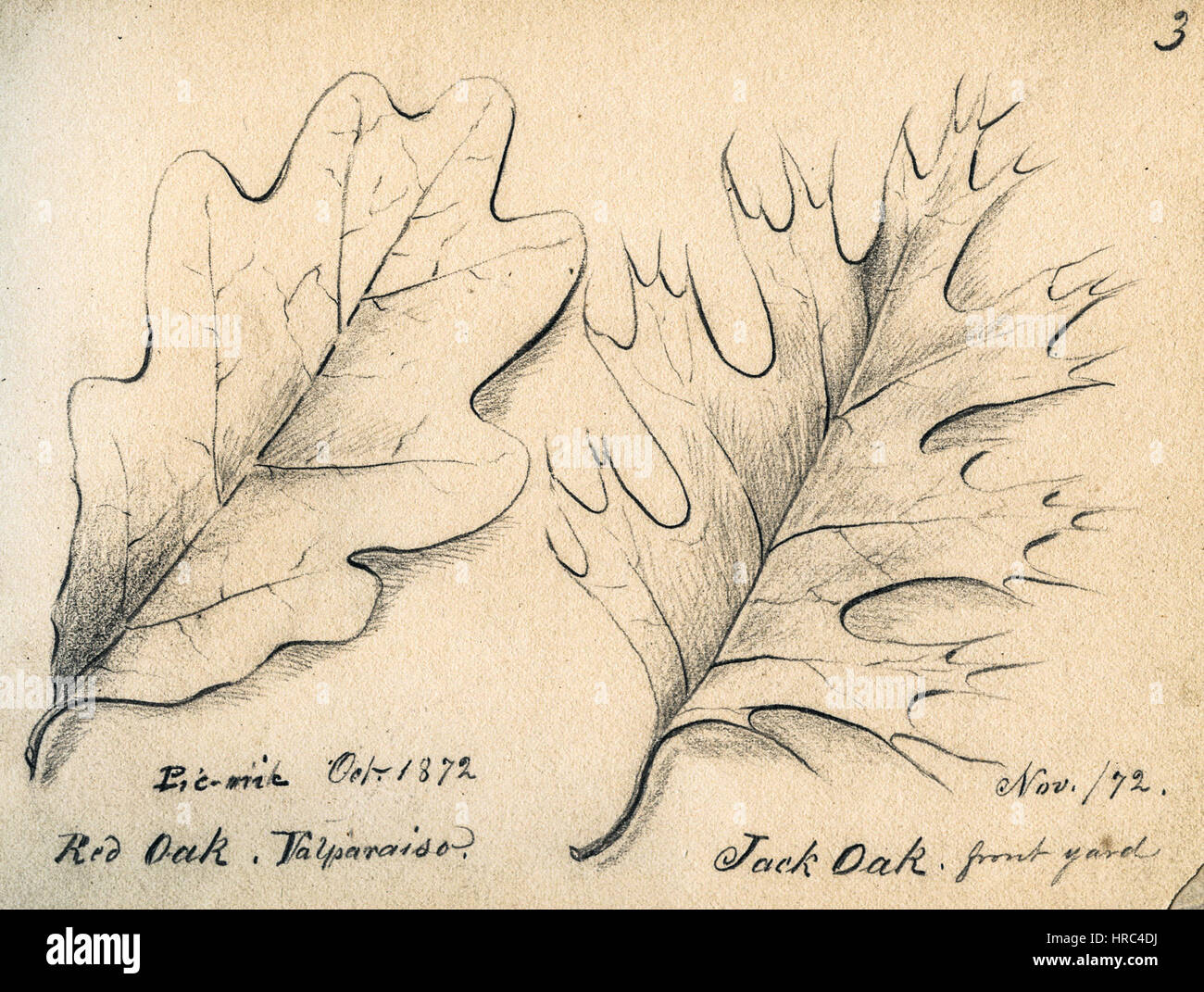 Schnell-Album 05 Stockfoto