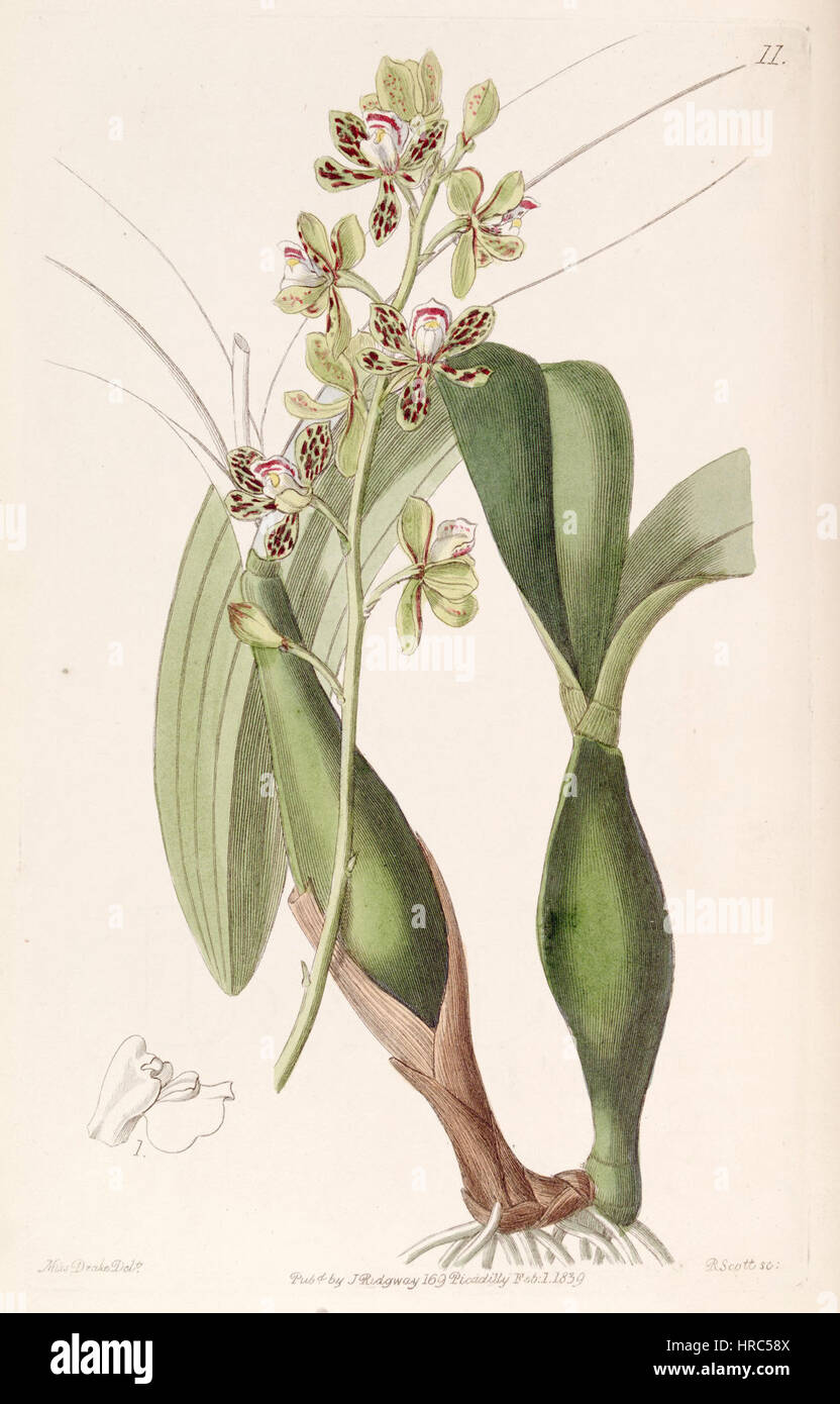 Prosthechea Vespa (als Epidendrum Variegatum) - Edwards Vol 25 (NS 2) pl 11 (1839) Stockfoto