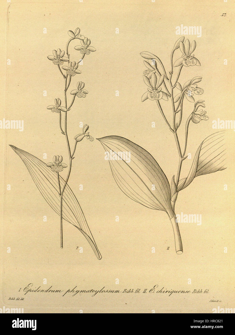Prosthechea Varicosa (als Epidendrum Phymatoglossum und E. Chiriquense) - Xenia Vol 1 pl 57 (1858) Stockfoto