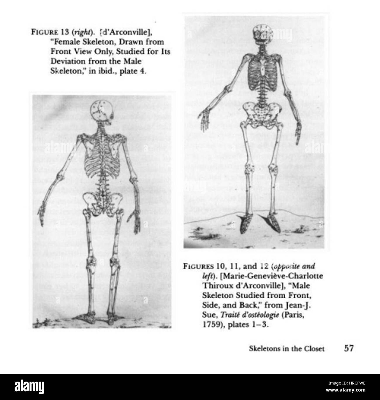 Darstellungen des weiblichen Skeletts zeigt andere Proportionen als das männliche Skelett Stockfoto