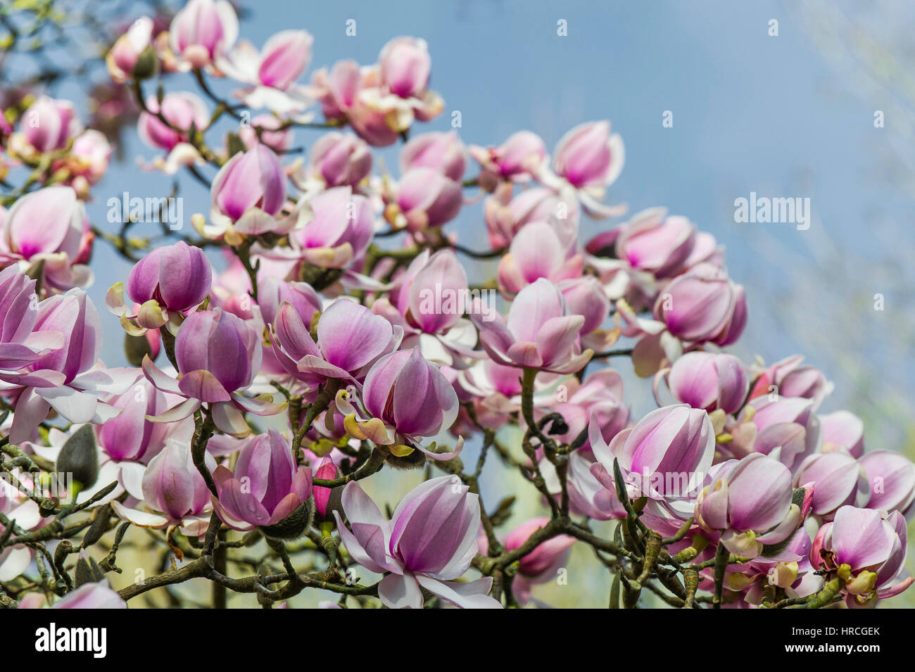 Magnolie Baum Blüte Anfang Frühling Magnoliaceae Magnolia Campbellii. Stockfoto