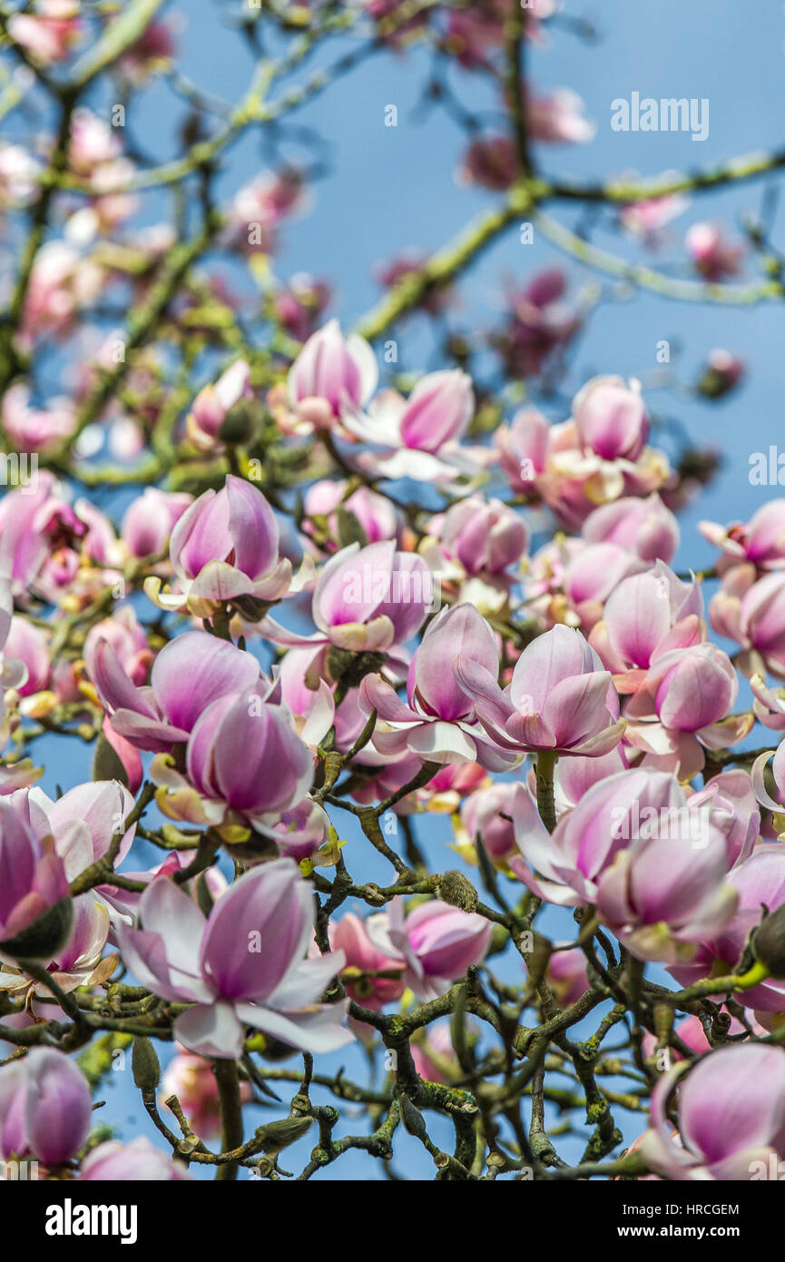 Eine Magnolie in voller Blüte. Anfang Frühling. Magnoliaceae. Magnolia Campbellii. Stockfoto