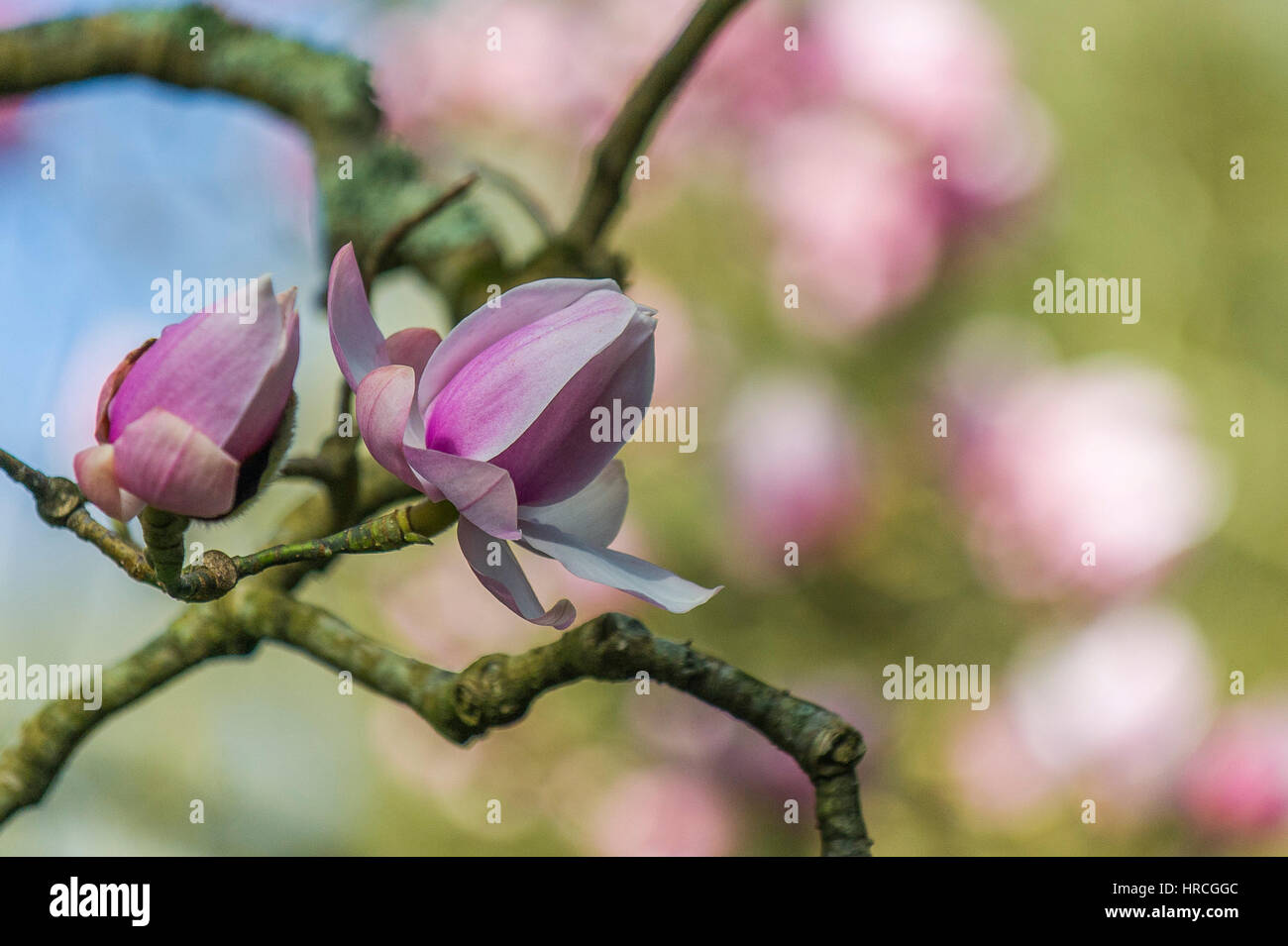 Magnolie Baum Blüte Anfang Frühling Magnoliaceae Magnolia Campbellii. Stockfoto