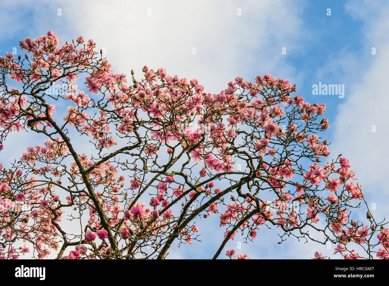 Magnolie Baum Blüte Anfang Frühling Magnoliaceae Magnolia Campbellii. Stockfoto