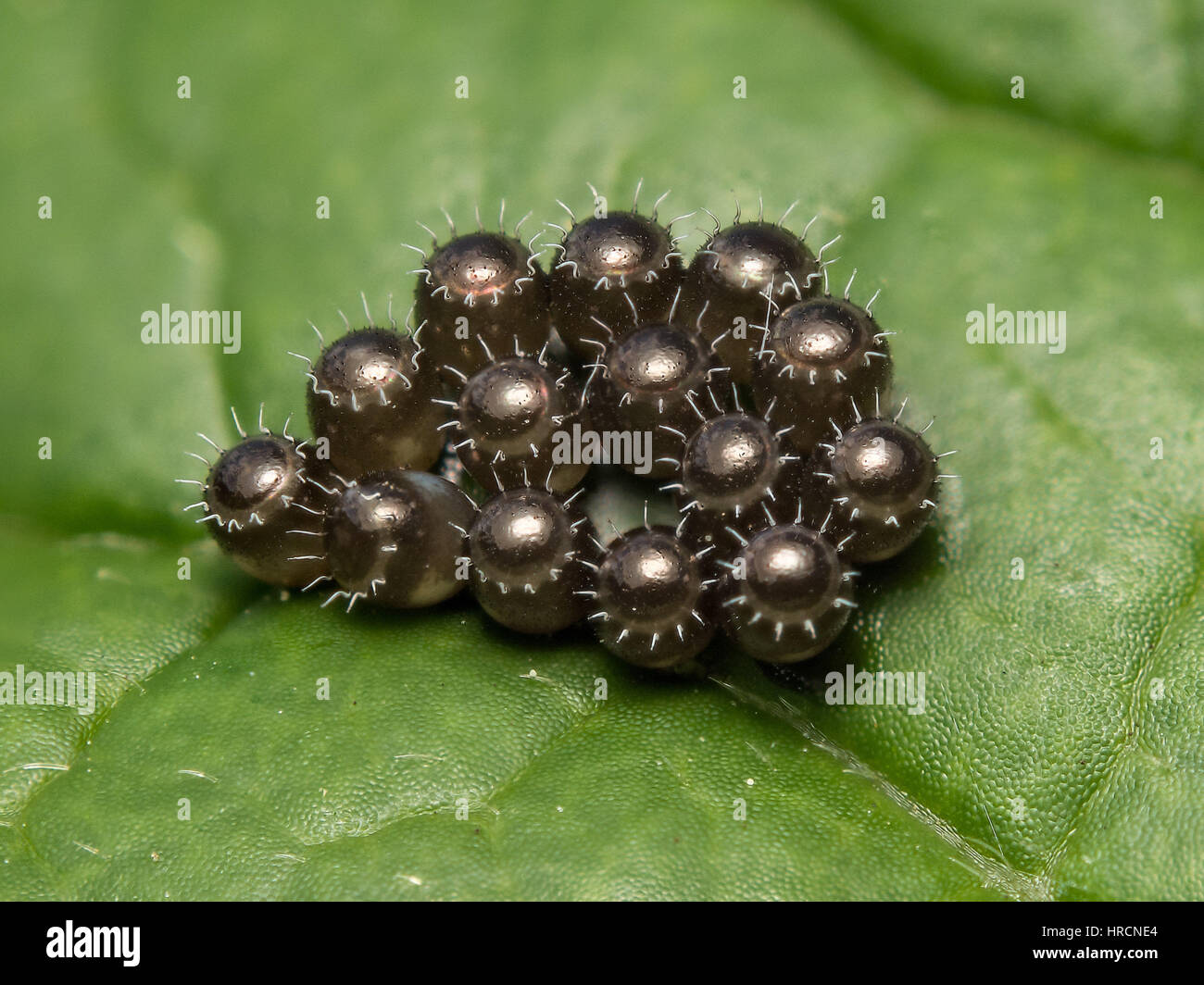 Cluster von ungeschlüpfte Insekteneier eines Schild-Fehlers auf einem Blatt Stockfoto