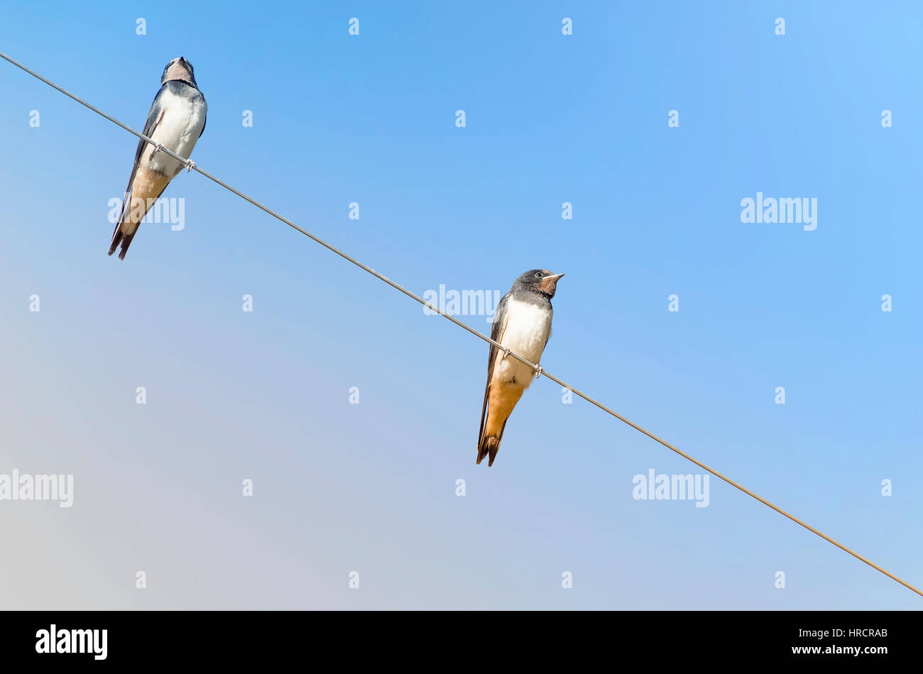 Hirundo Rustica. Paar Rauchschwalben über eine Stromleitung. Sonniger Tag mit blauem Himmel. Warmen und kalten Farben. Stockfoto