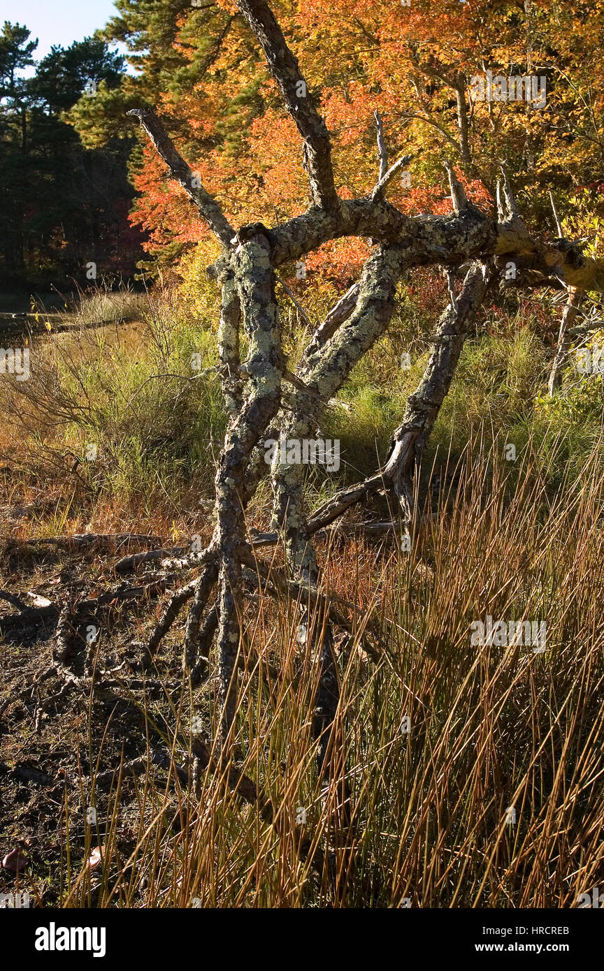 Ein umgestürzter Baum neben einem Teich auf Cape Cod, Massachusetts im Herbst Stockfoto