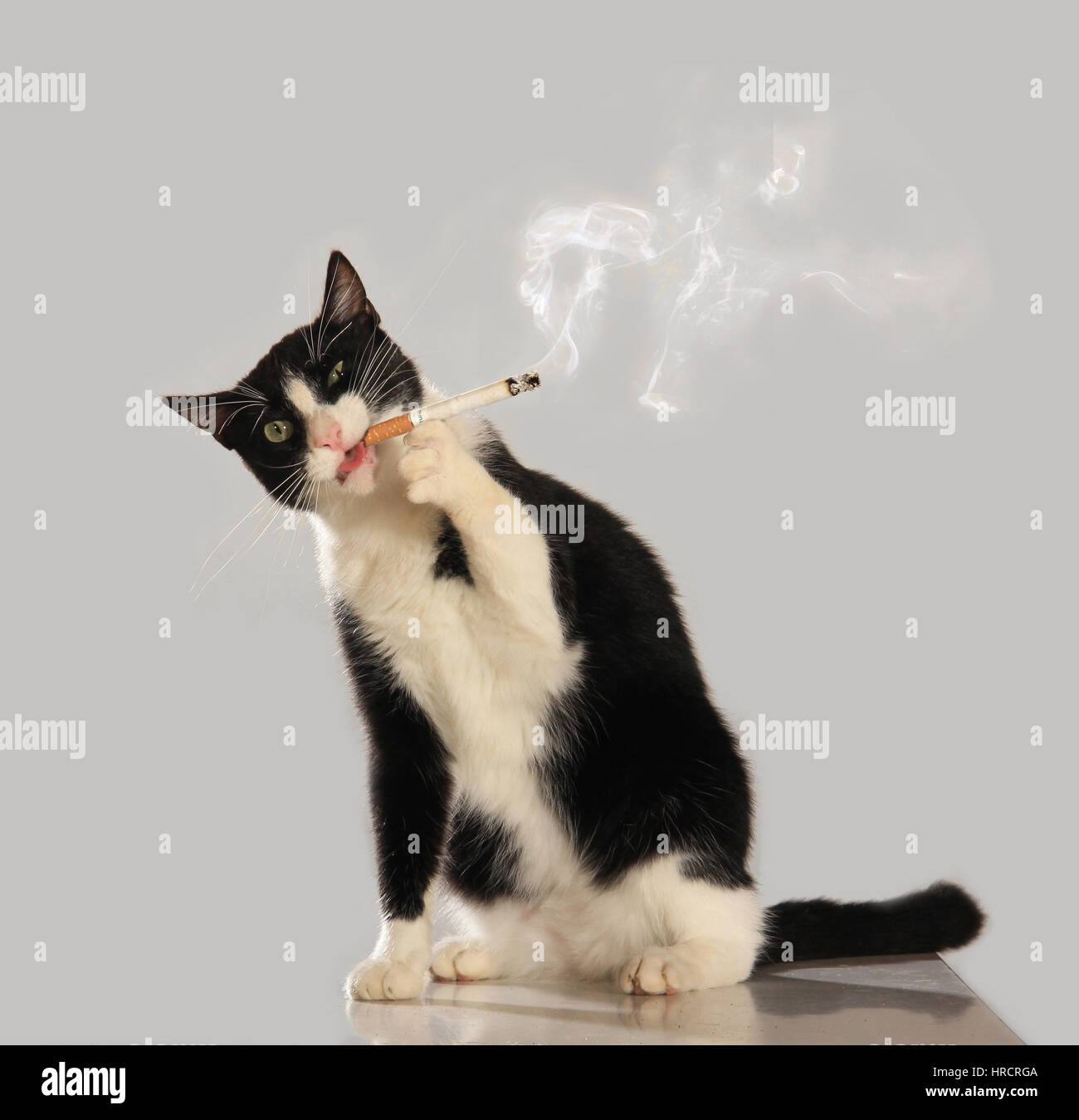 Rauchende Katze Stockfotos und bilder Kaufen Alamy
