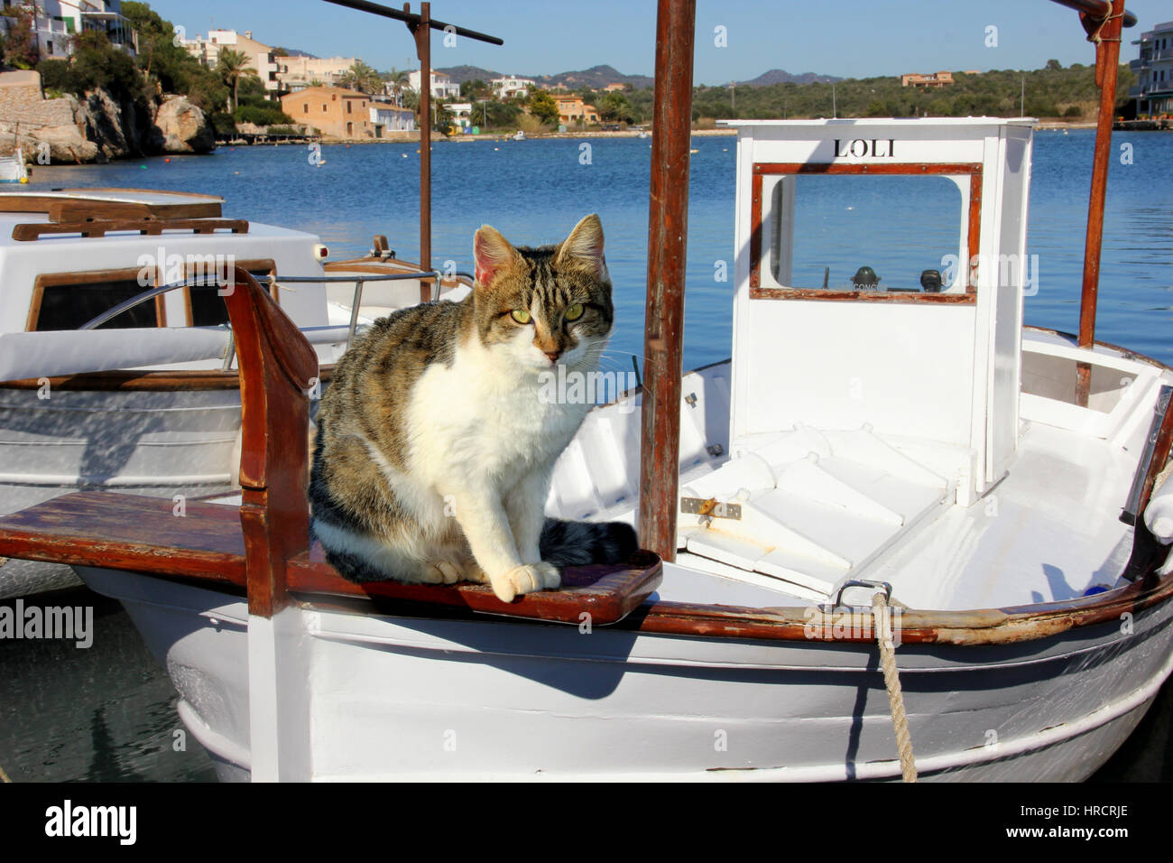 Hauskatze, schwarz Tabby weiß, sitzend auf einem Bug eines Bootes im Hafen Stockfoto