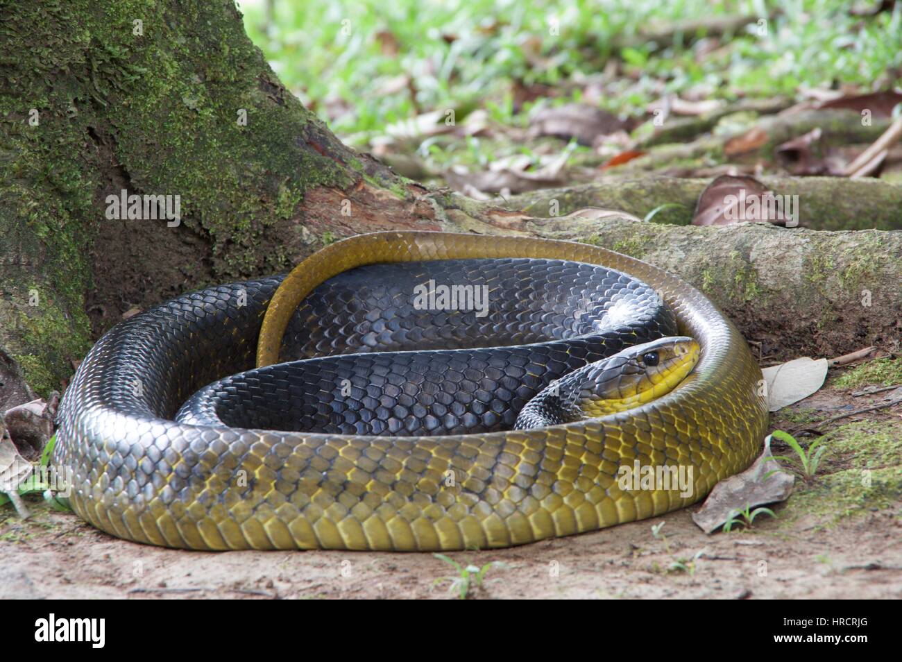 Eine riesige gelb-tailed Indigo-Schlange (Drymarchon Corais) aufgewickelt im Amazonas Regenwald Stock in Loreto, Peru Stockfoto