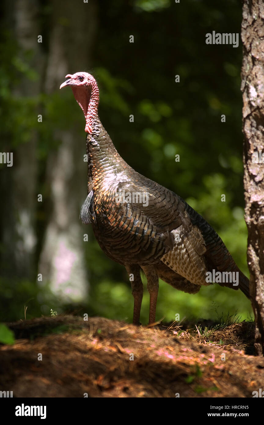 Ein wilder Truthahn (weiblich) streben ihre Sachen auf Cape Cod, Massachusetts Stockfoto