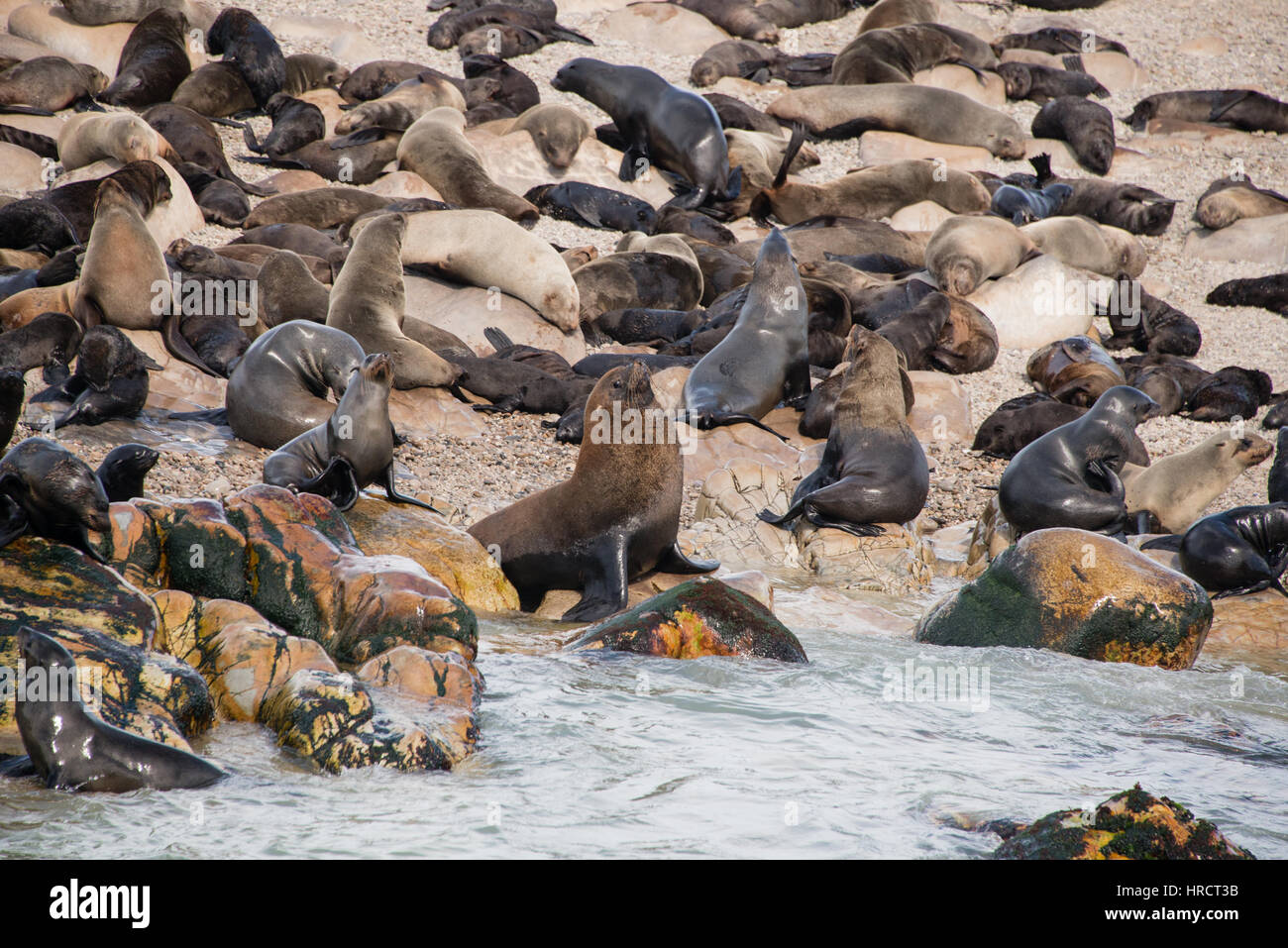 Robben sonnen sich am Strand auf Geyser Rock, Gansbaai, Südafrika Stockfoto