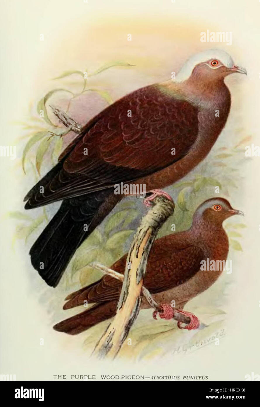 ColumbaPunicea Stockfoto