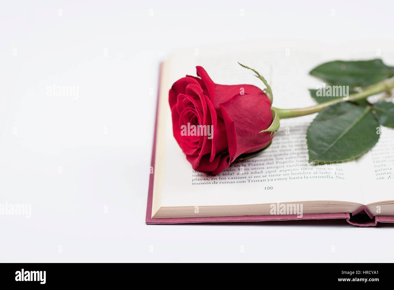 Rose mit einem Buch Stockfoto