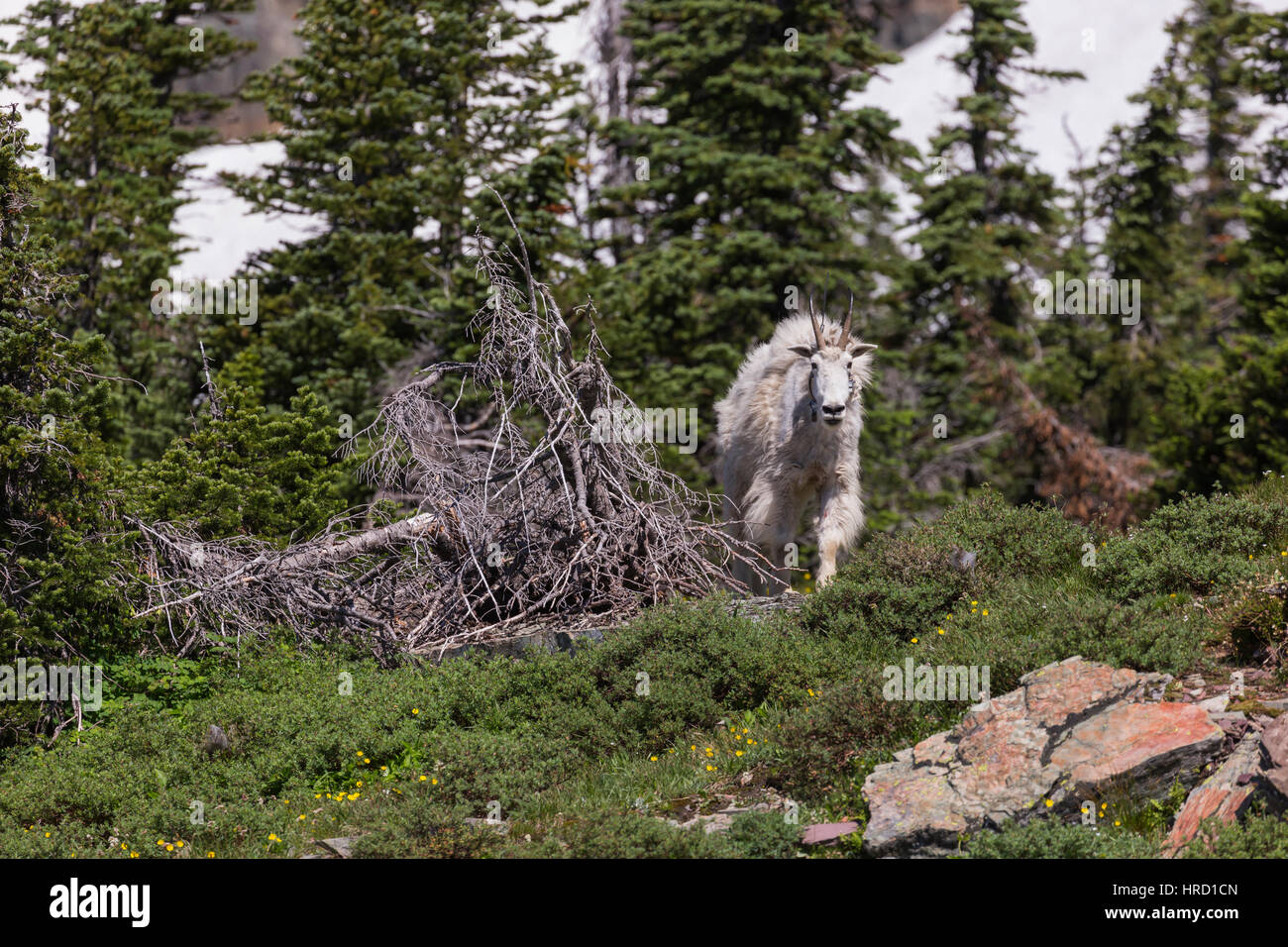 Erwachsenen-Bergziege (Oreamnos Americanus) ein Radio Halsband aus Bäumen im Glacier Nationalpark, MT, USA Stockfoto