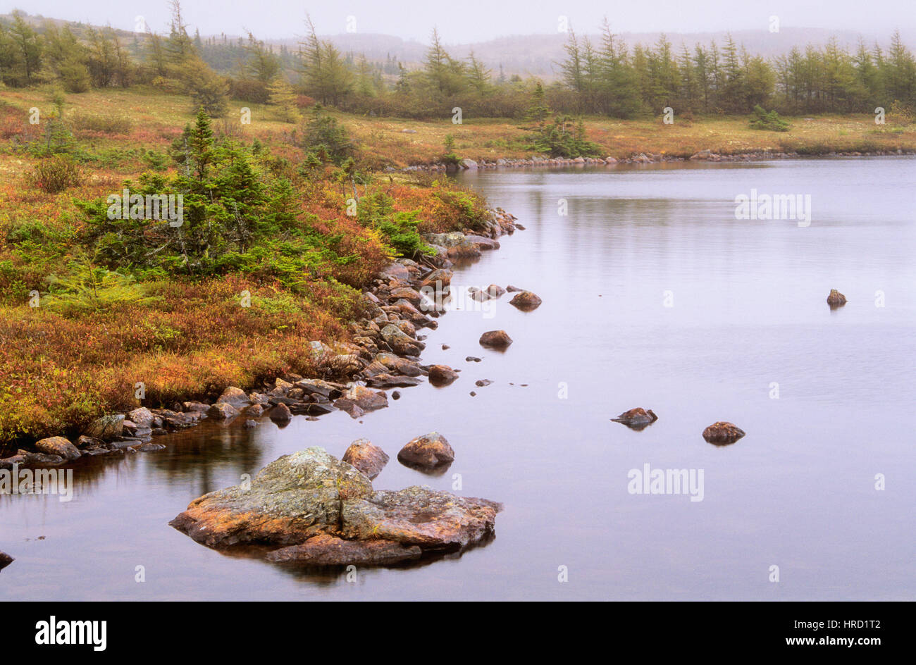 Ufer des kleinen Teich im Herbst, Burin-Halbinsel, Neufundland und Labrador, Kanada Stockfoto