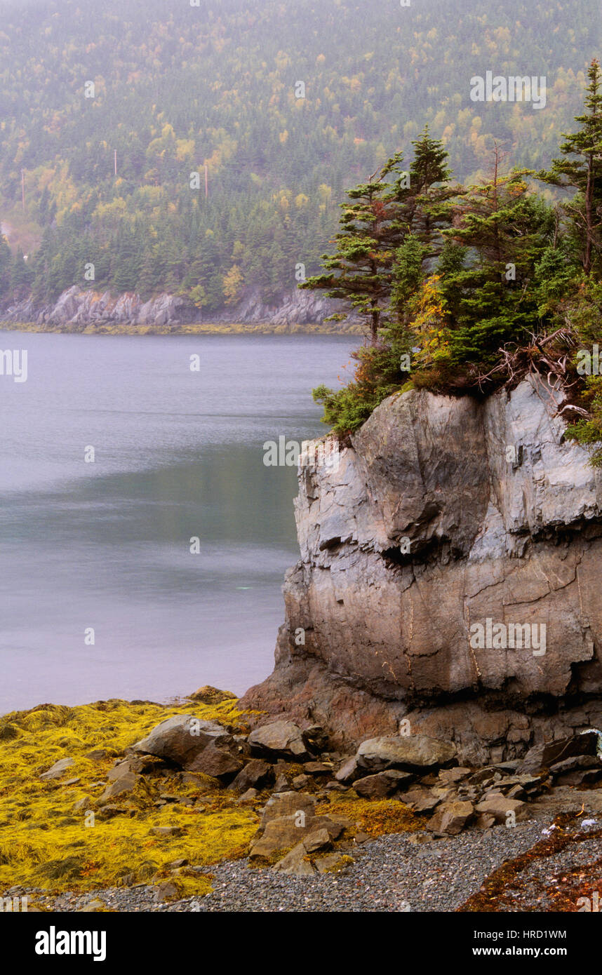 Felsenküste, Burin-Halbinsel, Neufundland und Labrador, Kanada Stockfoto