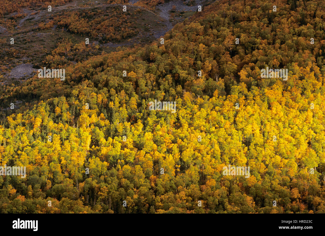 Wald im Herbst, Gros Morne National Park, Neufundland und Labrador, Kanada Stockfoto