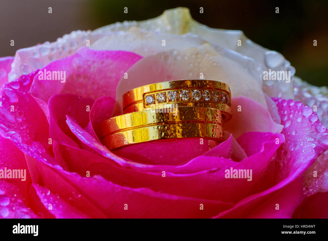 Gold Trauringe und rosa Rosen Stockfoto