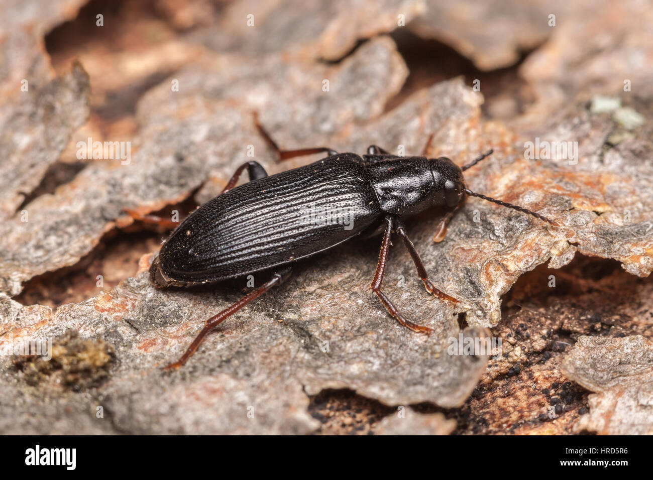 Eine falsche Hologramm-Käfer (Melandrya Striata) hockt auf der Rinde eines gefallenen Toten Baumes. Stockfoto