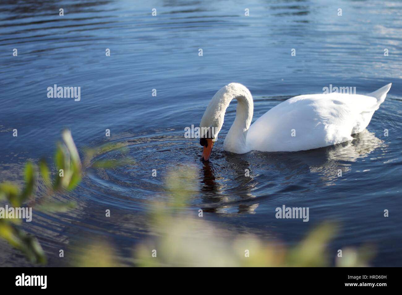 Schwan auf der Suche nach Nahrung in einem Teich Stockfoto
