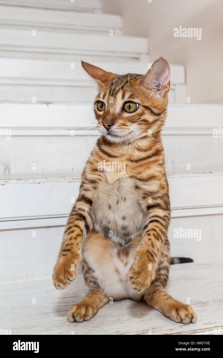 Die Bengali Katze sitzt am hinteren Pfoten in einem Haus auf einer Treppe Stockfoto
