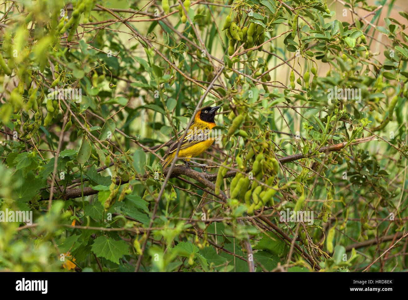 Weaver Taveta findet sich die Art der Vogel in Kenia und Tansania, südlichen maskierte Weber National Park, Südafrika Stockfoto