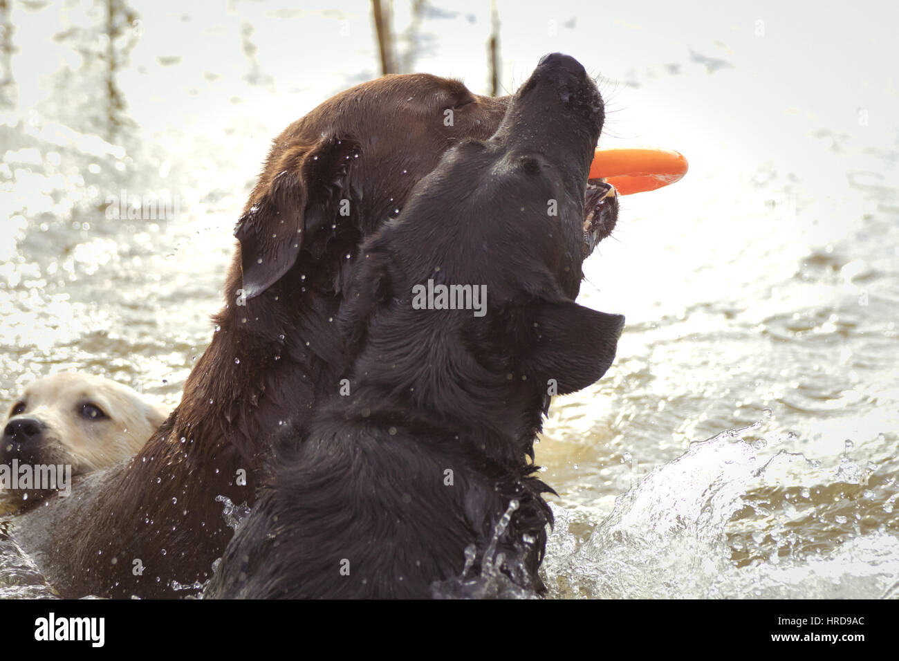 Zwei Labrador Retriever spielen mit einem orangefarbenen Ring Spielzeug in einem See. Stockfoto