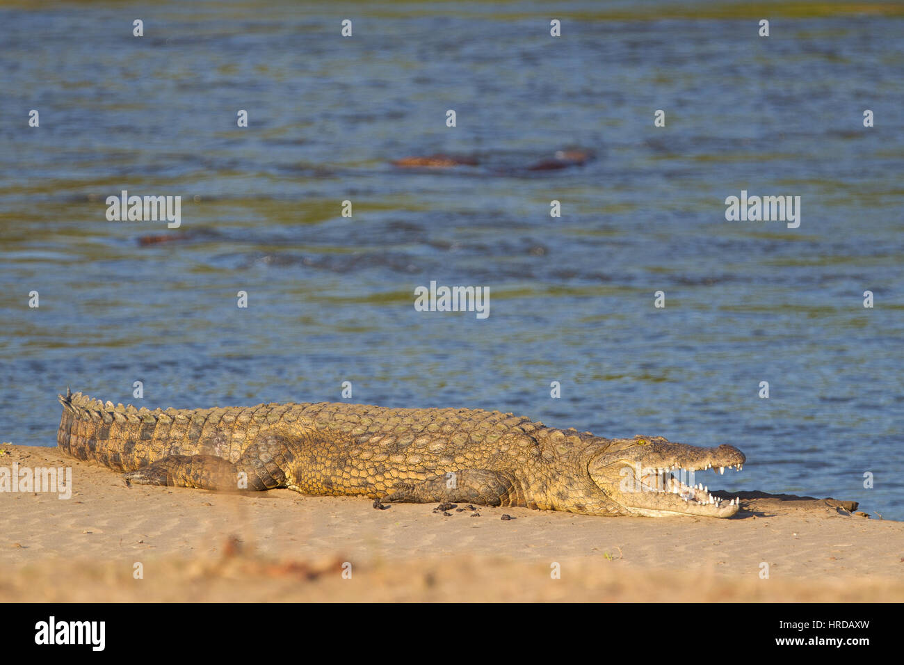 Ein Großteil der Tierwelt von Majete Wildlife Reserve in Malawi durch Wiederansiedlungen restauriert wurde und konzertierte Anstrengungen in den vergangenen Jahren. Stockfoto