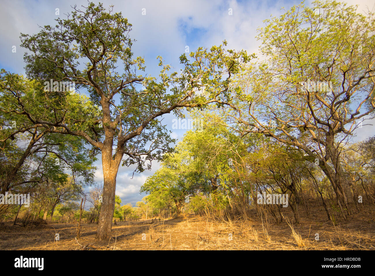 Majete Wildlife Reserve in Malawi bietet eine schöne Landschaft und Landschaften neben seine reiche Tierwelt. Stockfoto