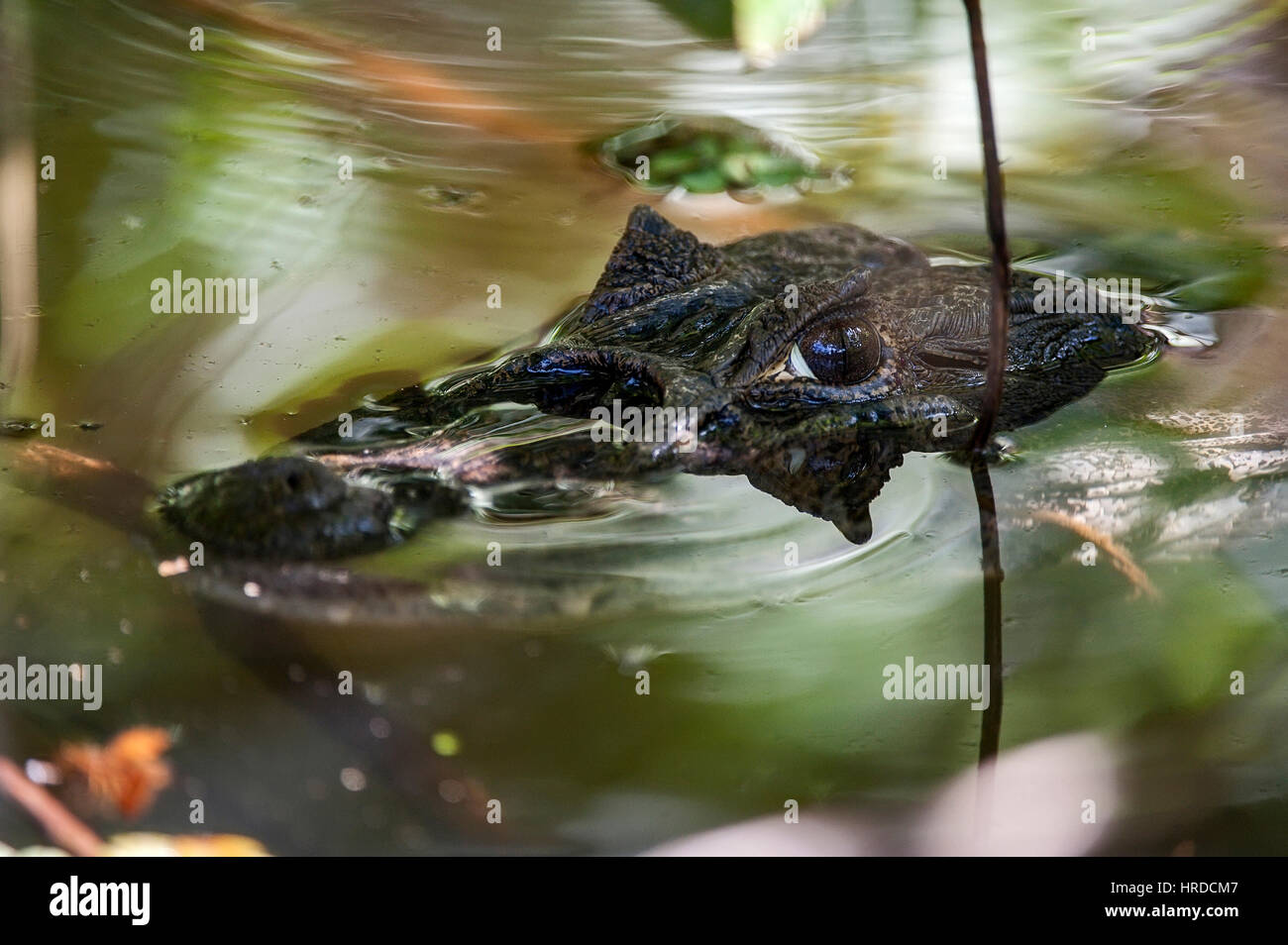 Breit-snouted Kaiman (Caiman Latirostris), fotografiert in Espírito Santo, Brasilien. Atlântic Wald-Biom. Stockfoto