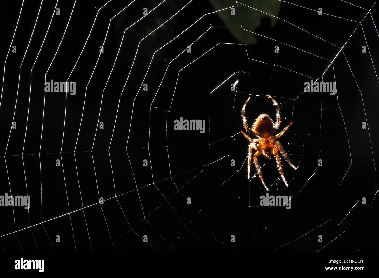 Spinne fotografiert in Cariacica, Espírito Santo - Südosten von Brasilien. Atlantischer Regenwald Biom Stockfoto