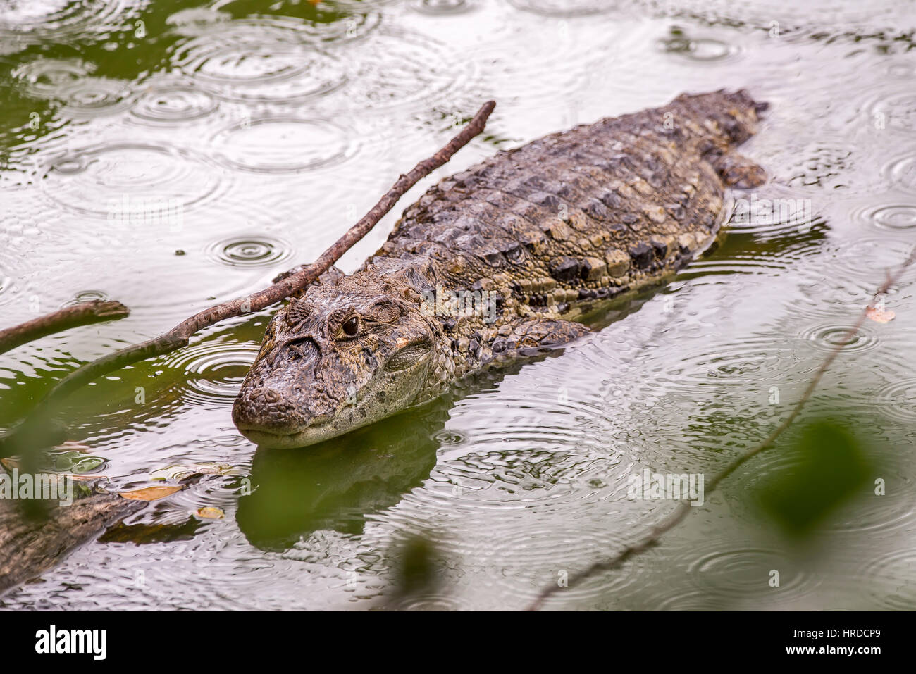 Breit-snouted Kaiman (Caiman Latirostris) im Regen, fotografiert in Espírito Santo, Brasilien. Atlântic Wald-Biom. Stockfoto