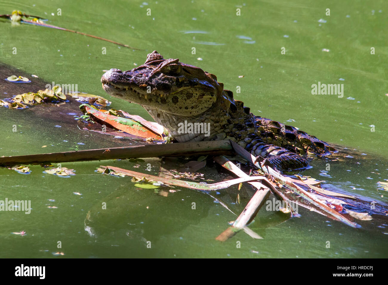 Breit-snouted Kaiman (Caiman Latirostris), fotografiert in Espírito Santo, Brasilien. Atlântic Wald-Biom. Stockfoto