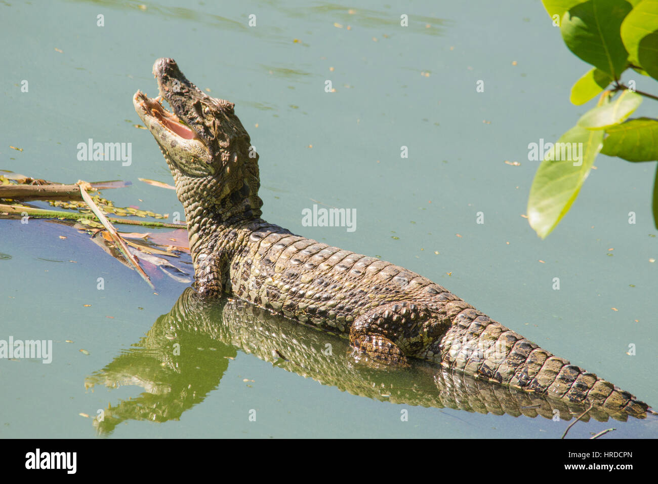 Breit-snouted Kaiman (Caiman Latirostris), fotografiert in Espírito Santo, Brasilien. Atlântic Wald-Biom. Stockfoto