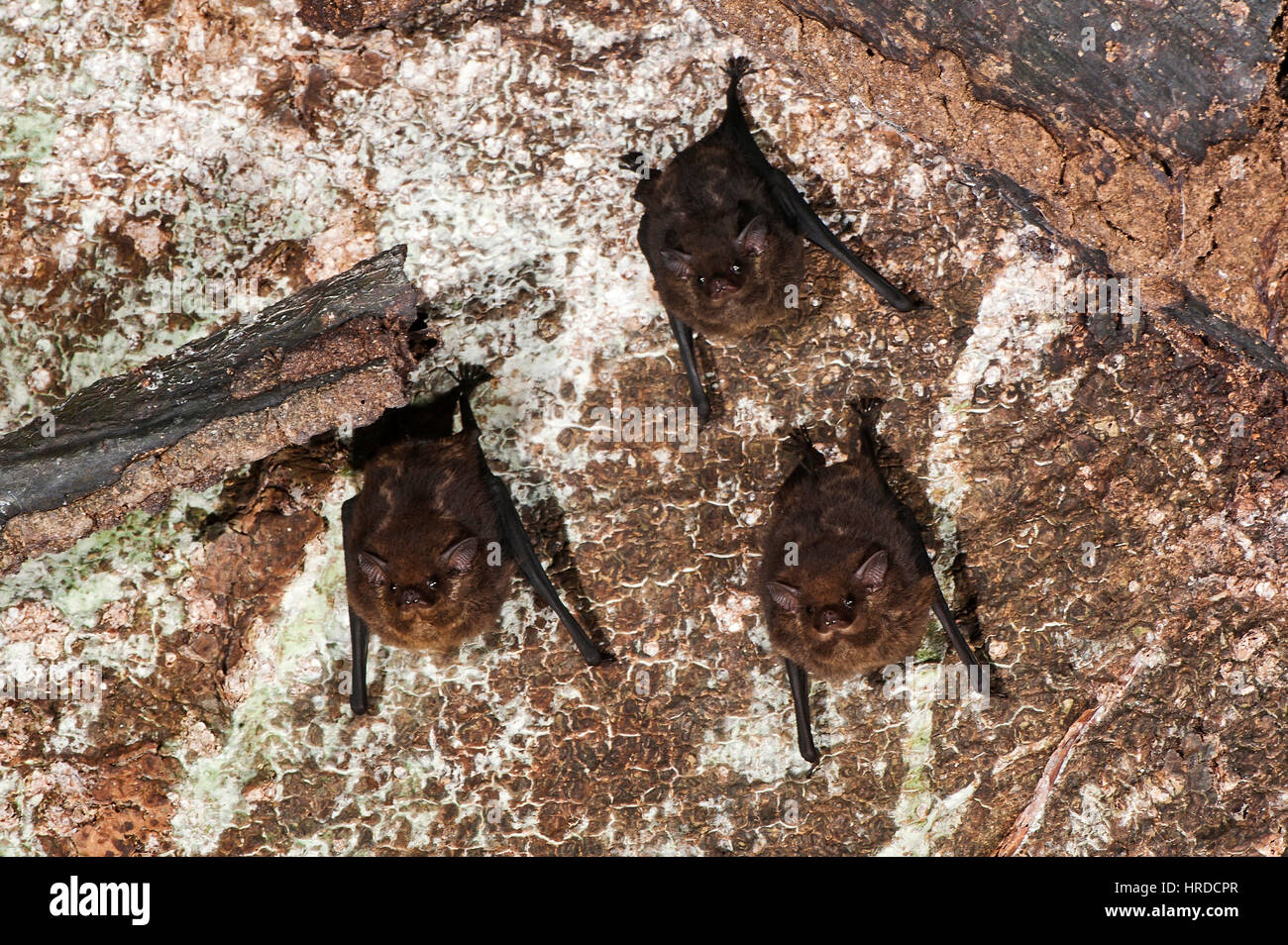 Saccopteryx bilineata Fotos und Bildmaterial in hoher Auflösung Alamy