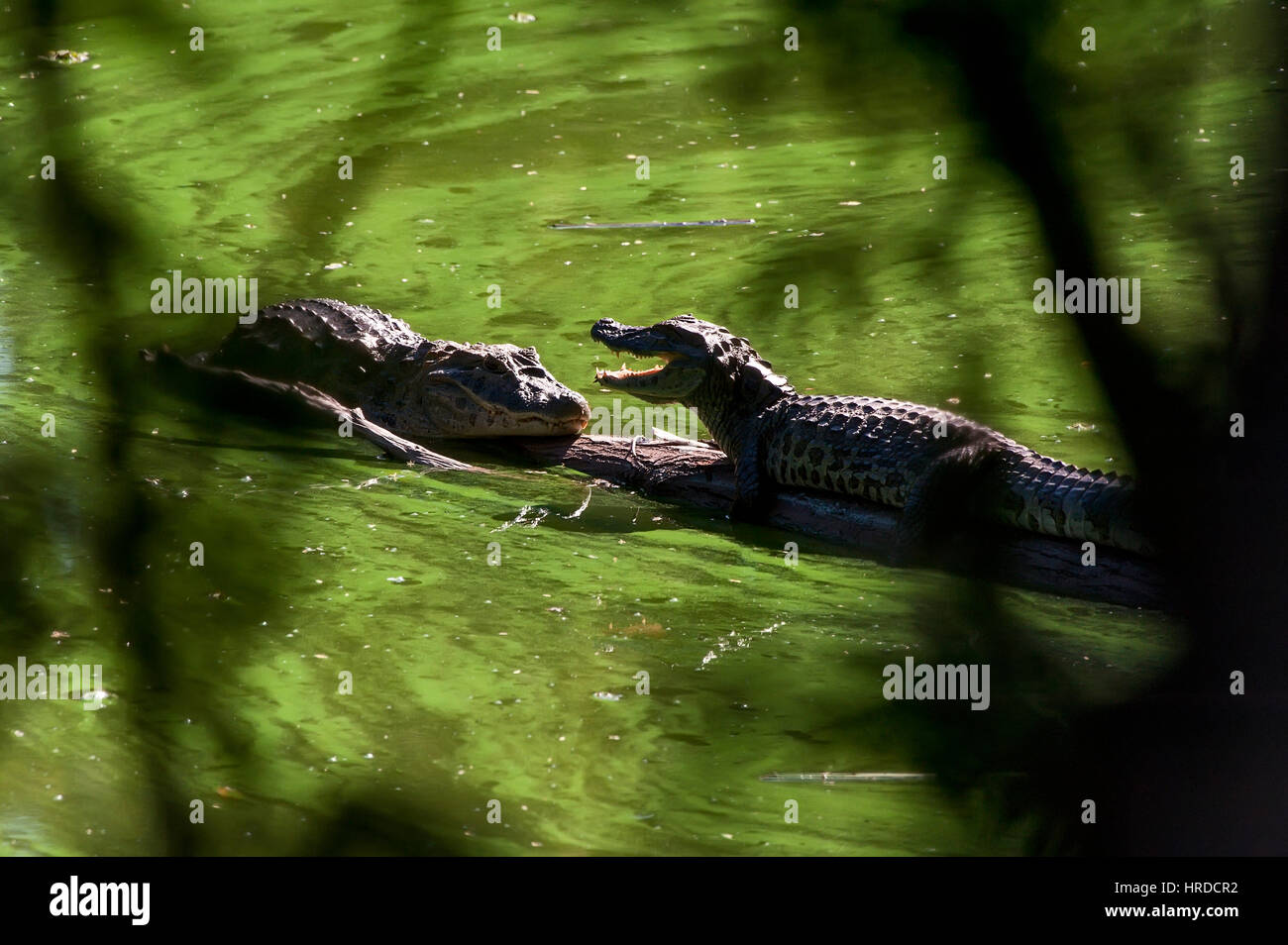 Breit-snouted Kaiman (Caiman Latirostris), fotografiert in Espírito Santo, Brasilien. Atlântic Wald-Biom. Stockfoto