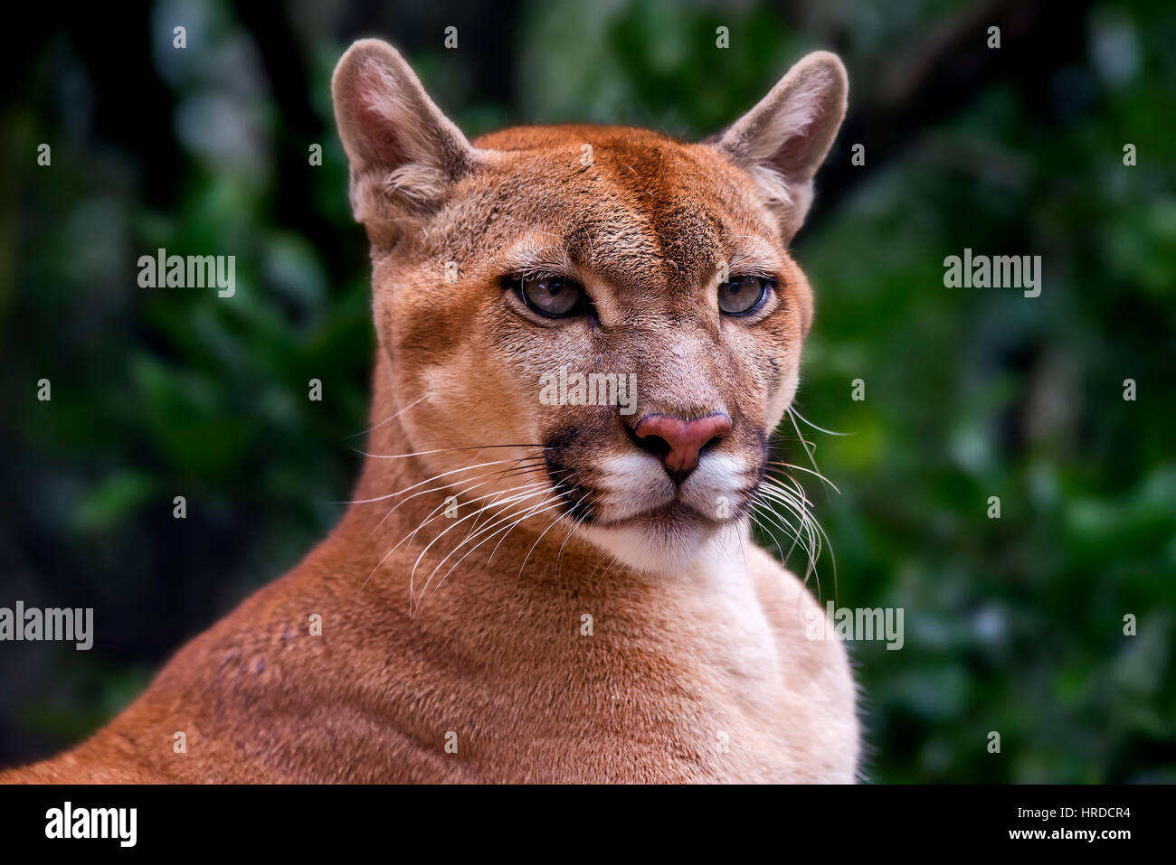 Cougar (Puma Concolor), in Goiais - Brasilien fotografiert. Cerrado Biom.  Gefangene Tier Stockfotografie - Alamy