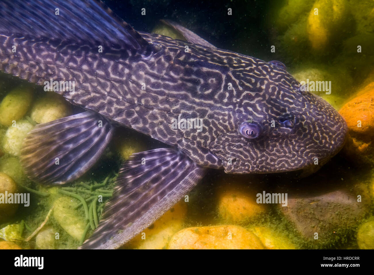 Amazon Segelkärpflinge Wels (Pterygoplichthys Pardalis) ist eine tropische Süßwasserfische in der gepanzerten Welse Familie (Loricariidae). Stockfoto