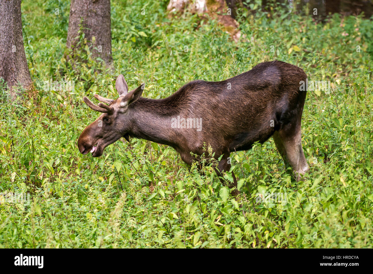 Der Elch (Nordamerika) oder Elchen (Eurasien), Alces Alces, ist die größte erhaltene Art in der Familie der Hirsche. Fotografiert in Europa. Stockfoto