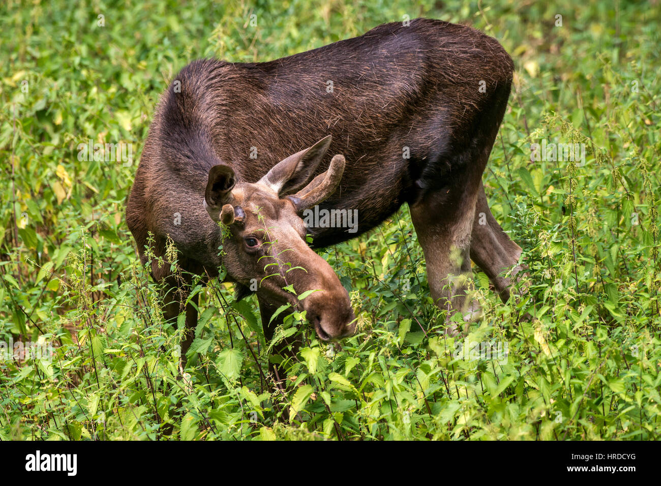 Der Elch (Nordamerika) oder Elchen (Eurasien), Alces Alces, ist die größte erhaltene Art in der Familie der Hirsche. Fotografiert in Europa. Stockfoto