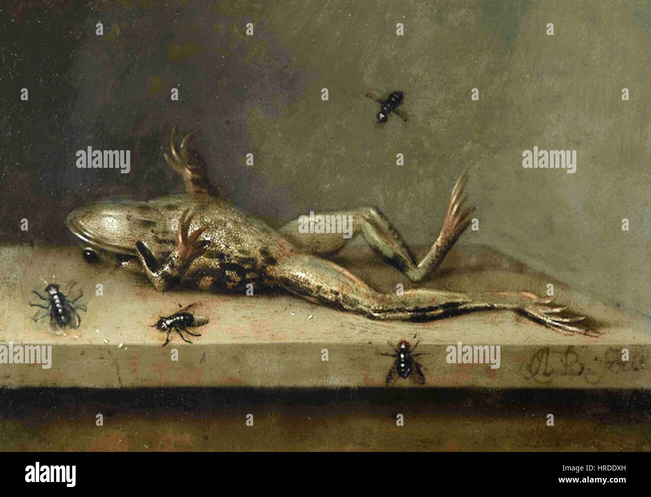 Bild des Gemäldes toter Frosch mit fliegen Stockfoto