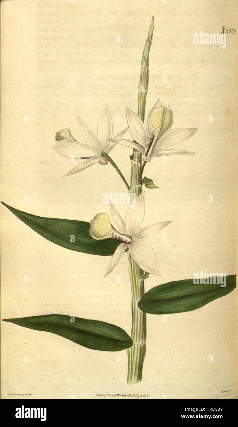 Dendrobium Aphyllum (als Dendrobium Pierardii) - Curtis' 52 pl. 2584 (1825) Stockfoto