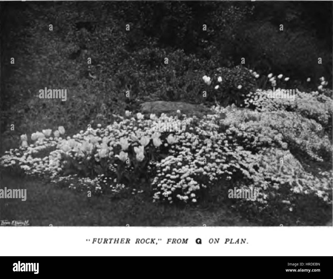 Farbe in die Blume Garden27 Stockfoto