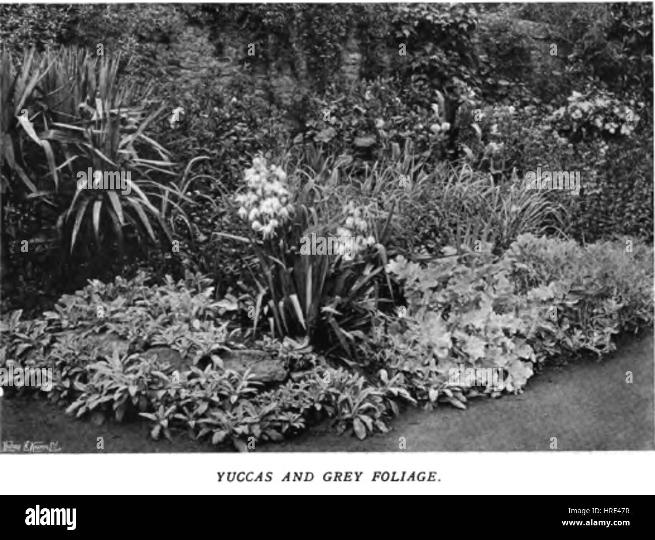 Dieses Gemälde unterstreicht die lebendige Farbpalette in einem Garten und veranschaulicht eine üppige Blumenlandschaft. Das Kunstwerk zeigt die Schönheit der Natur, mit einem Schwerpunkt auf botanische Elemente und ihre reichen Farbtöne, die Harmonie und natürliche Schönheit vermitteln. Stockfoto