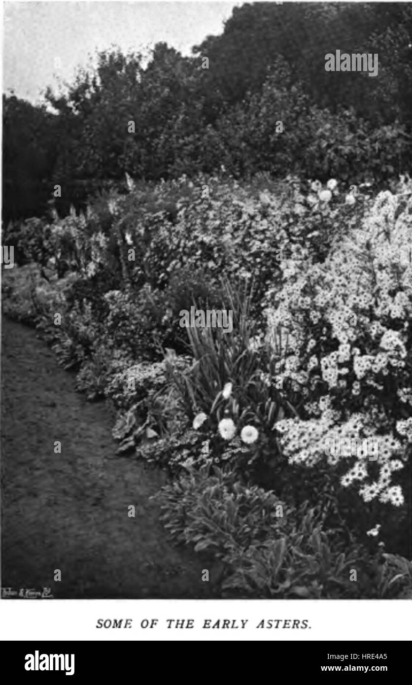 Farbe in die Blume Garden65 Stockfoto